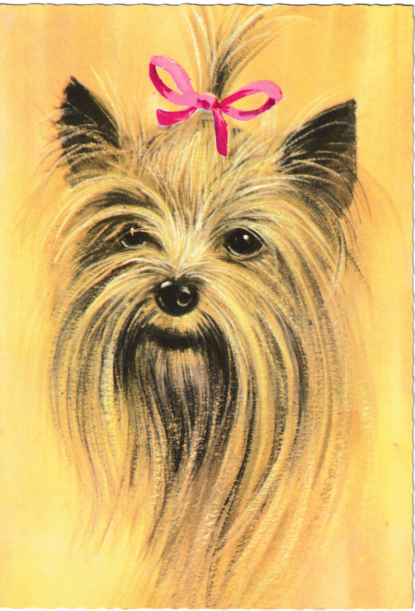 Yorkshire terrier
